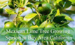 Mexican Lime Tree Growing Season in Bay Area California?