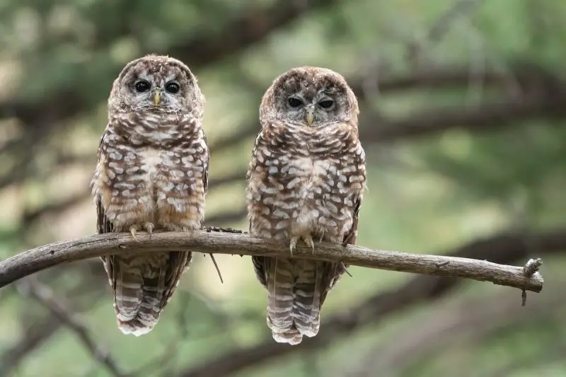 Owls in New Mexico 