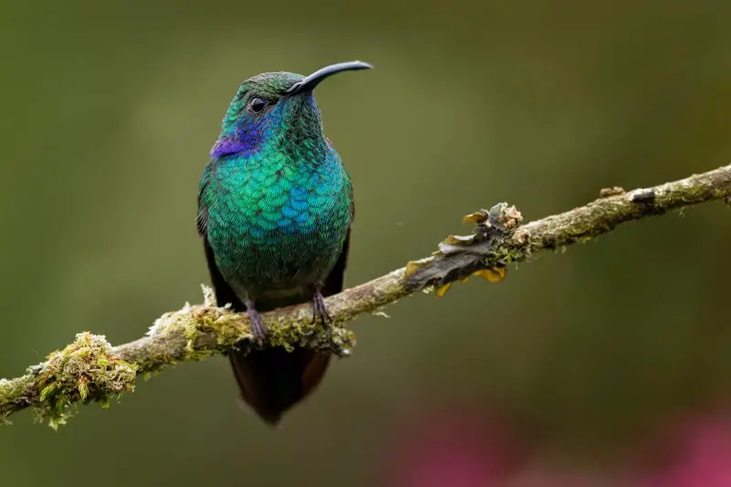 Types of Hummingbirds in Ohio
