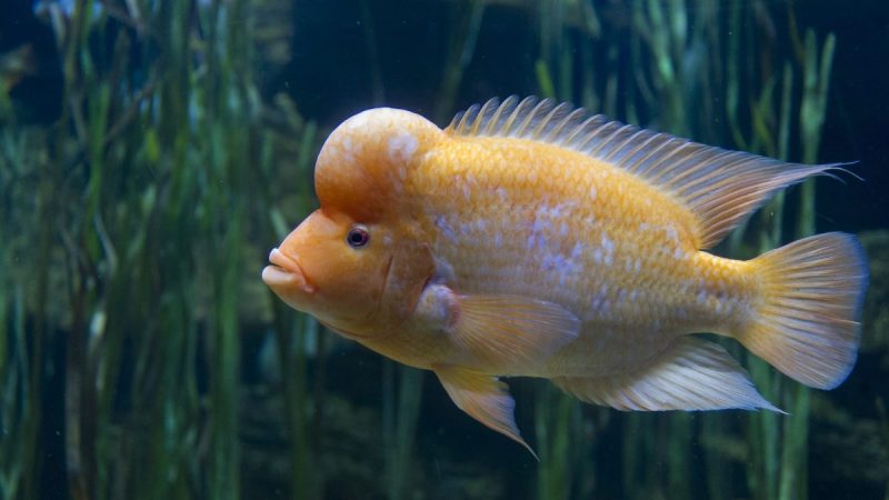 types of fish in florida