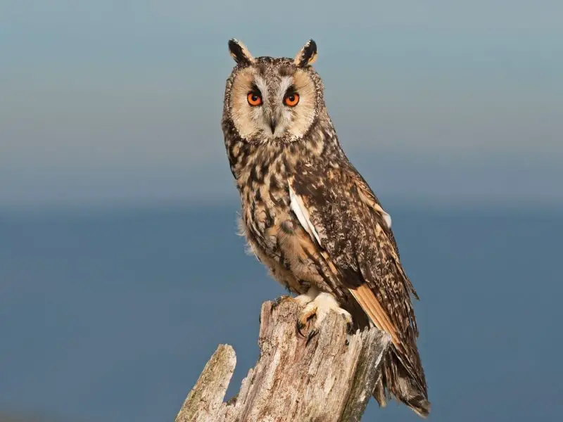 Types of Owls in Michigan