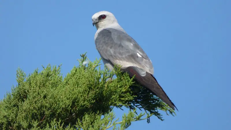 Birds of Prey in Kentucky