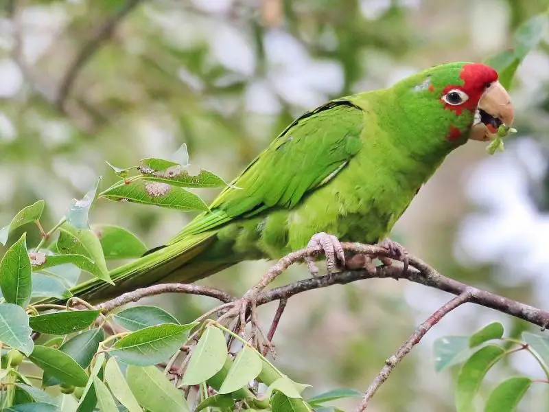 Parrots in California