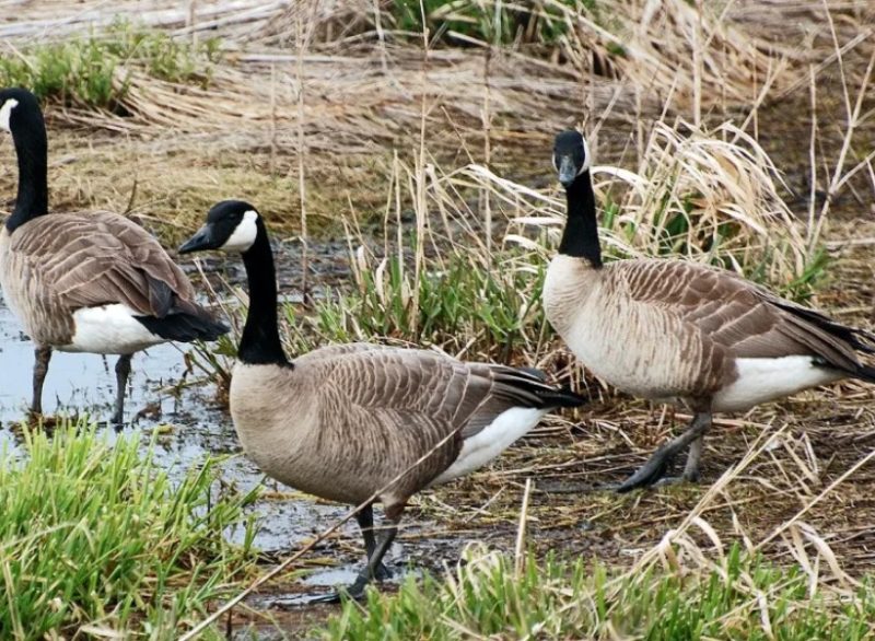 Geese in Oregon