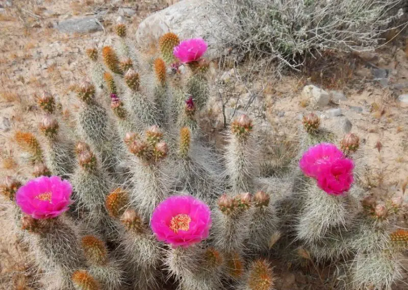 Types of Cactus in New Mexico