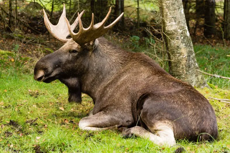 Types of Deer in Colorado
