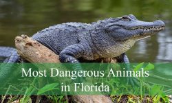 25 Most Dangerous Animals in Florida (With Pictures)