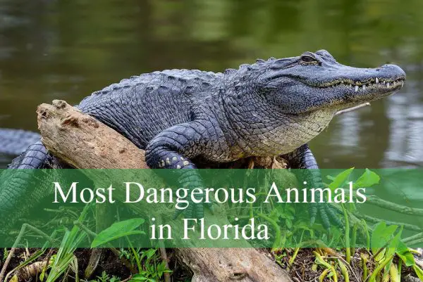 Most Dangerous Animals in Florida
