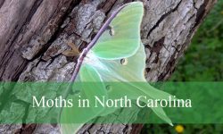 28 Common Moths in North Carolina (Pictures and Identification)