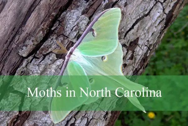 Moths in North Carolina