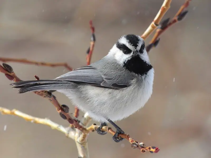 Types of Birds in California