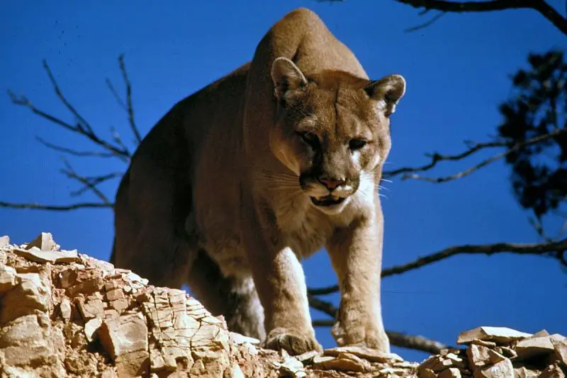 Wild Animals in South Dakota