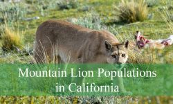 3 Mountain Lion Populations in California (With Pictures)