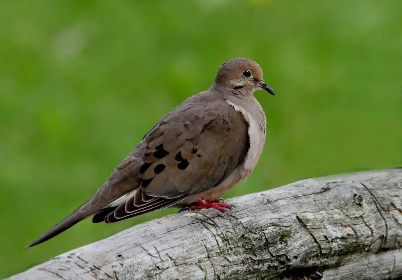 Doves and Pigeons in Iowa