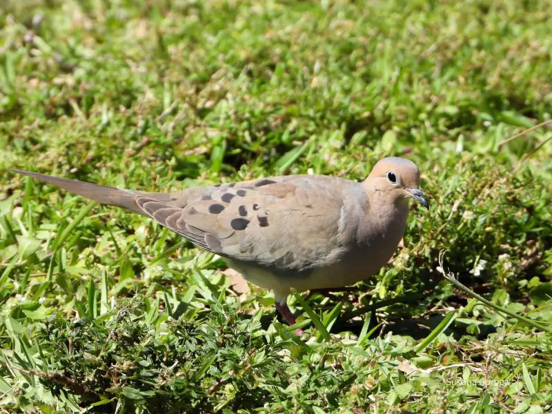 Doves in New York