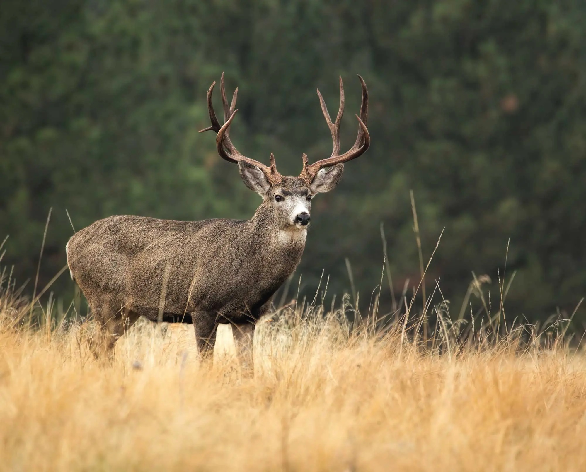 Types of Deer in Colorado