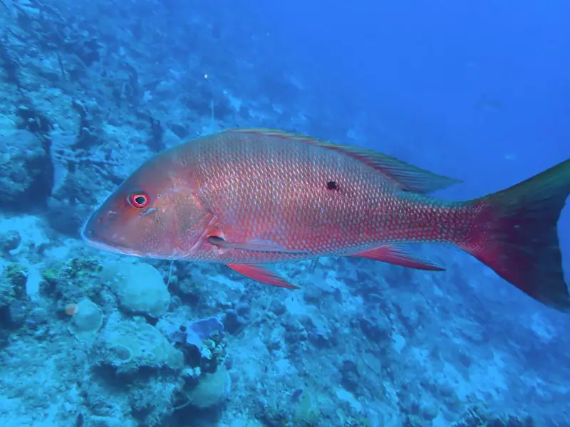 Types of Fish in Florida