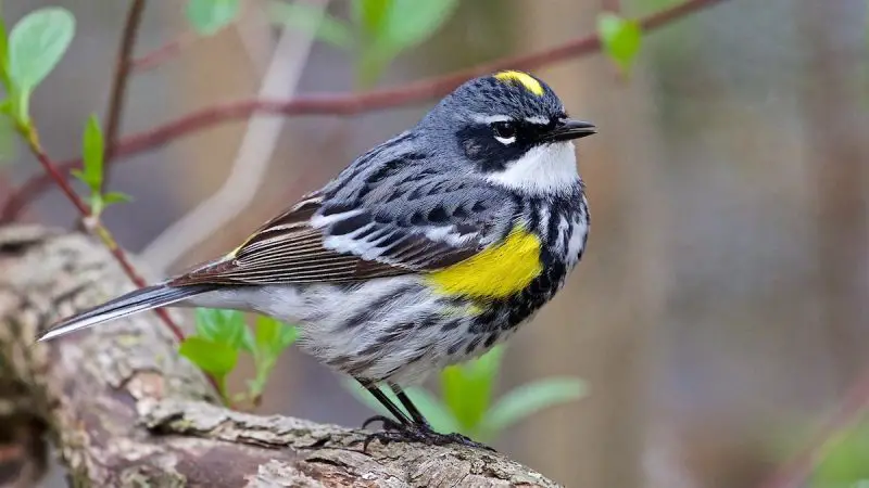 Yellow Birds in Virginia