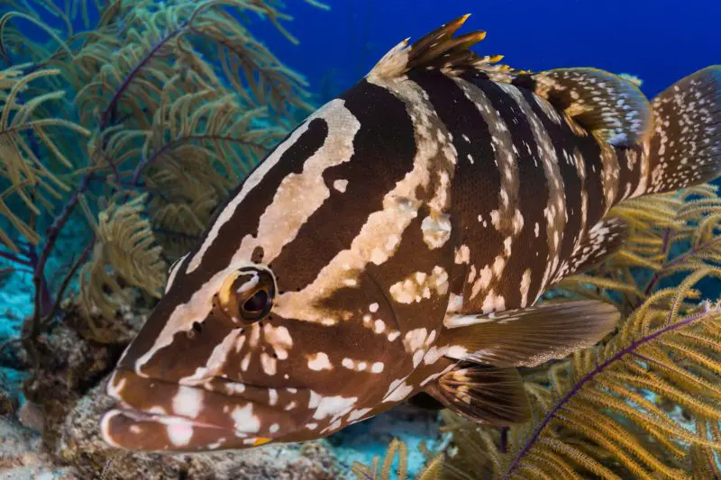 Types of Fish in Florida