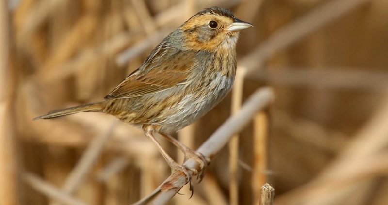 Sparrows in Florida