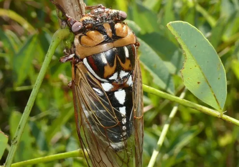 Cicadas in Texas