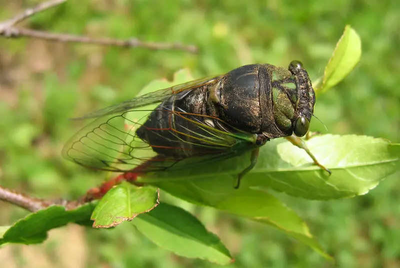 Cicadas in Texas