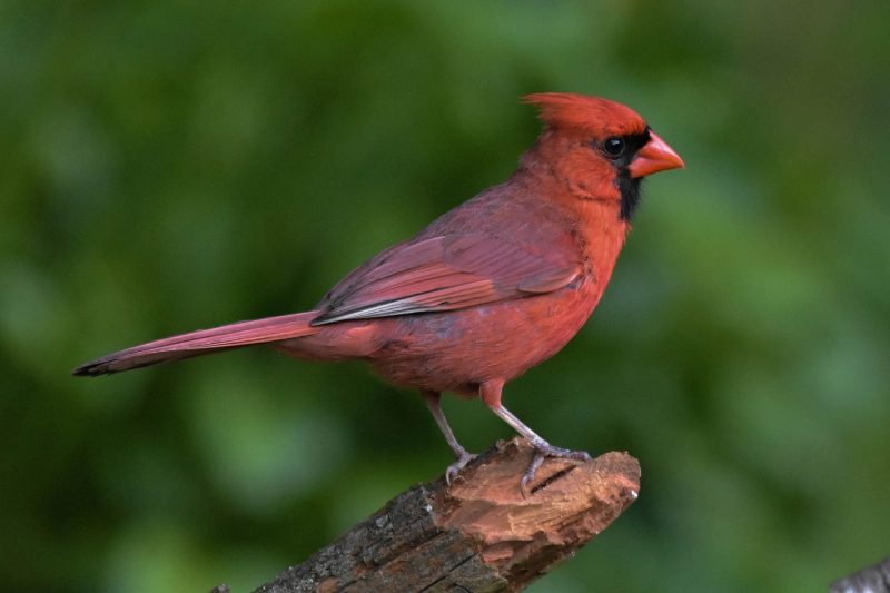 Backyard Birds in Pennsylvania