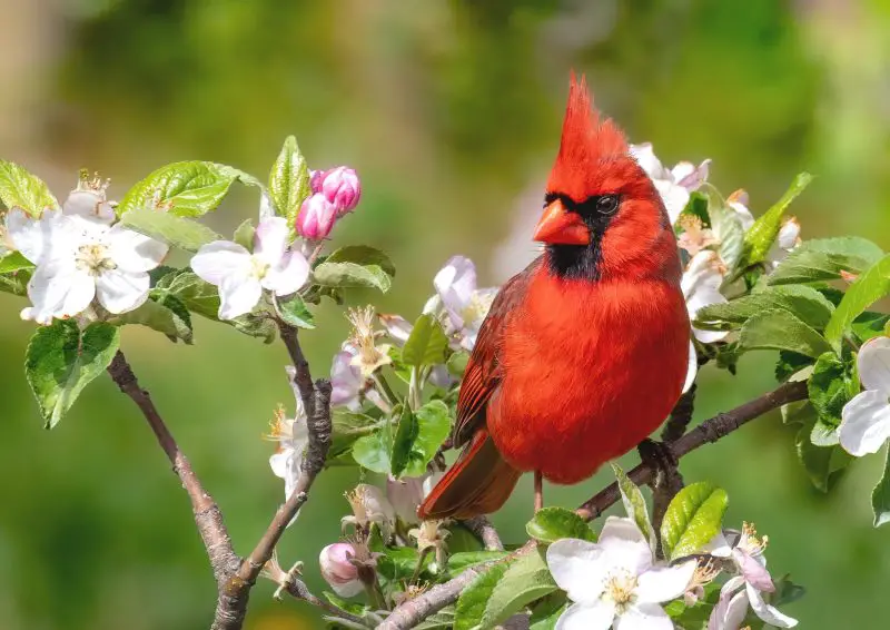 Red Birds in Michigan
