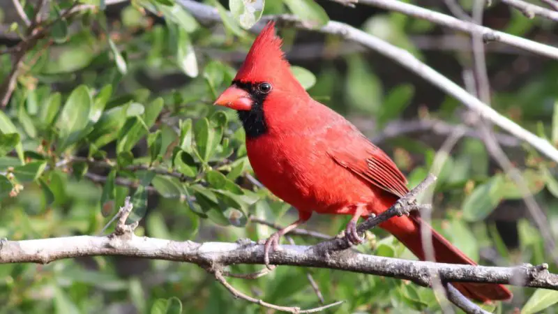 Red Birds in Maryland