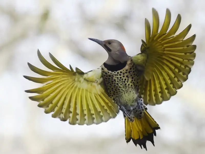 Yellow Birds in Virginia