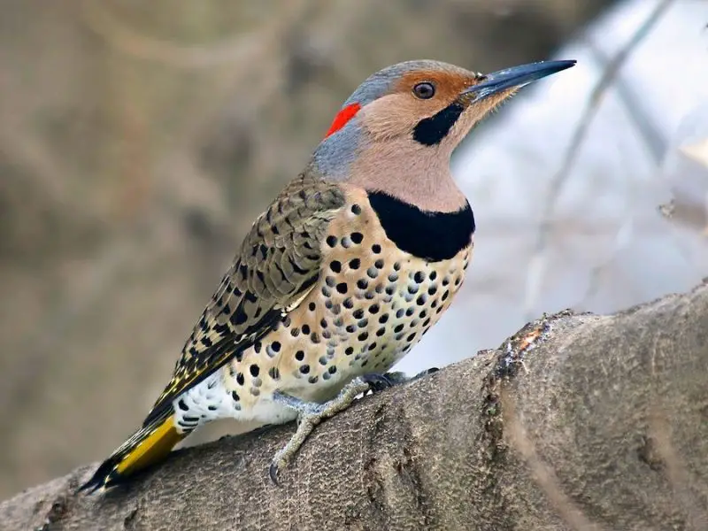 Types of Birds in California