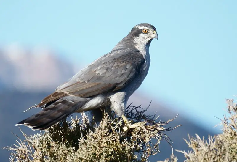 Hawks in North Dakota