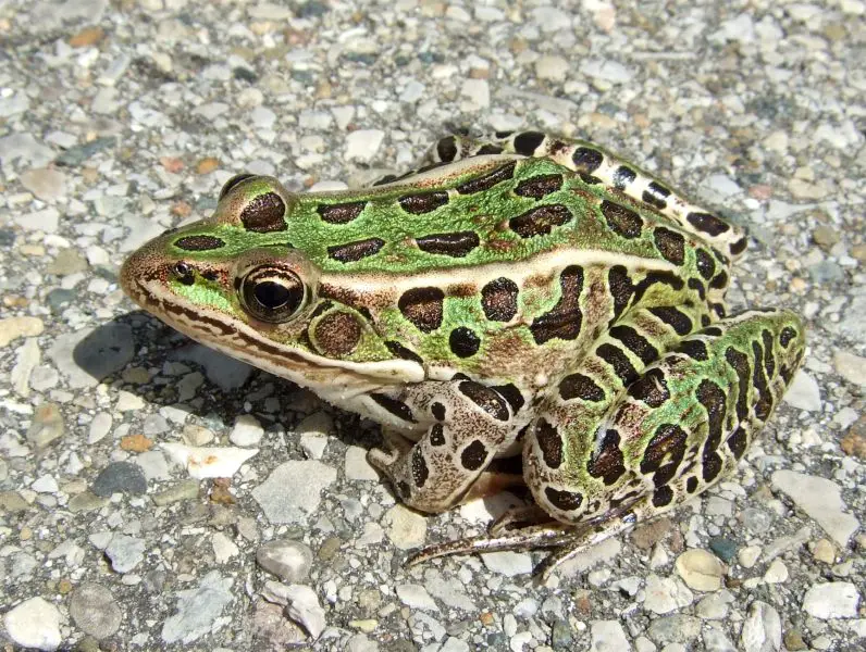 Frogs in Montana