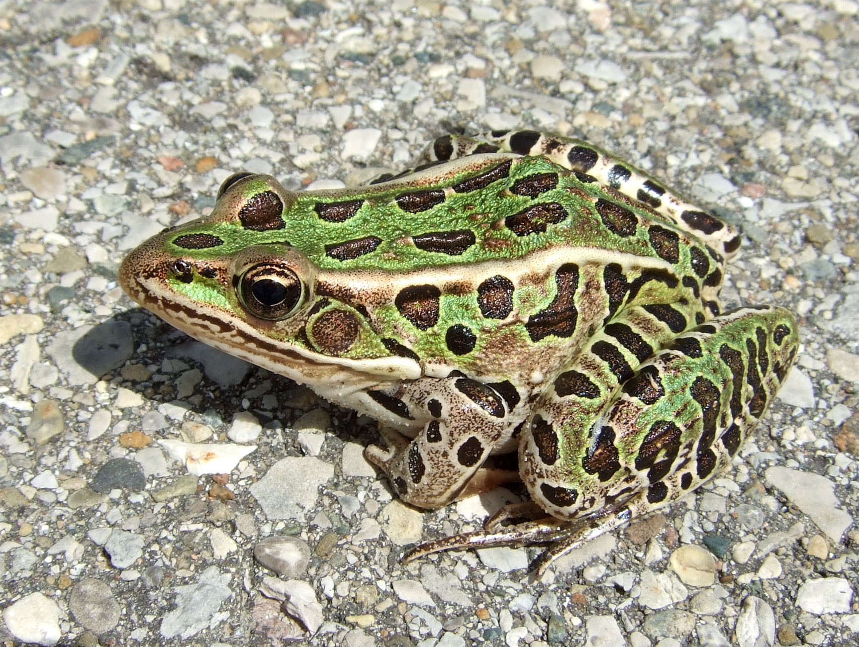 Frogs in California