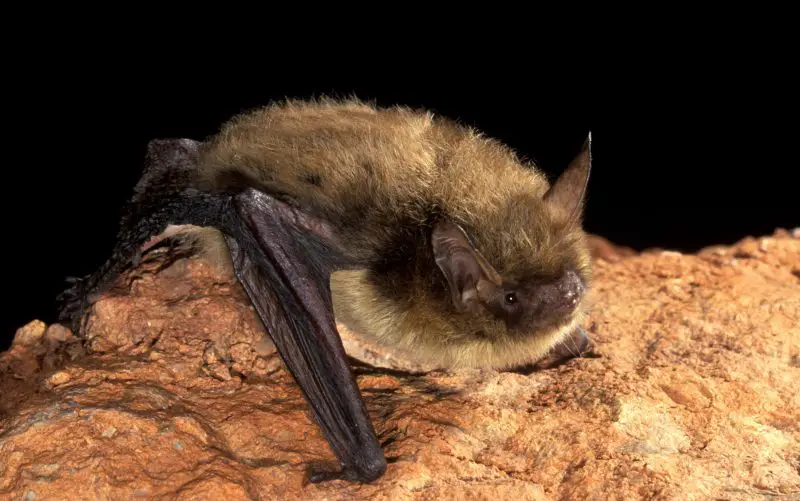 Types of Bats in Idaho