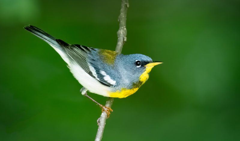 Blue Birds in Florida