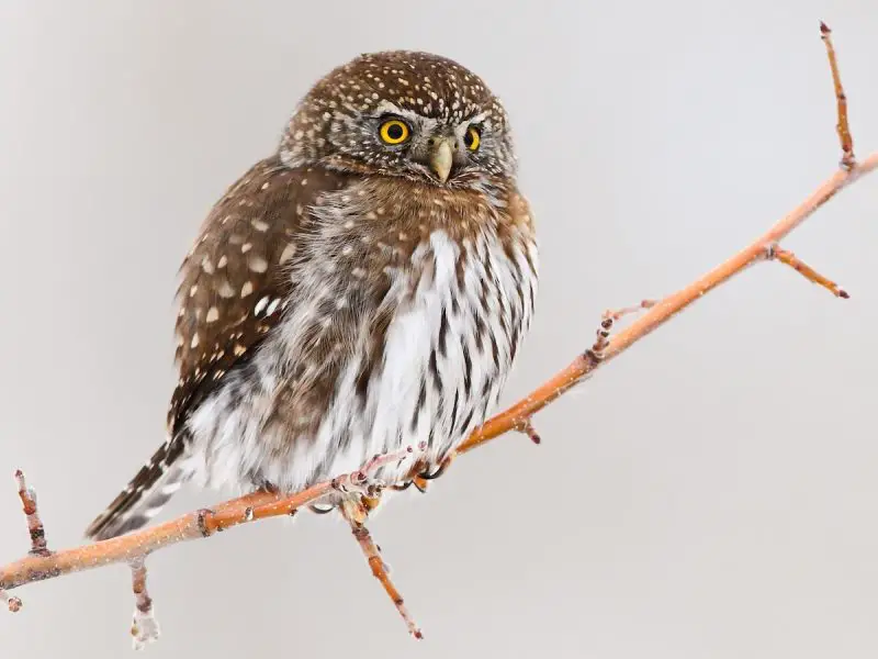 Owls in Wyoming