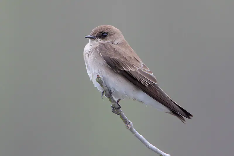 Gray Birds in Tennessee