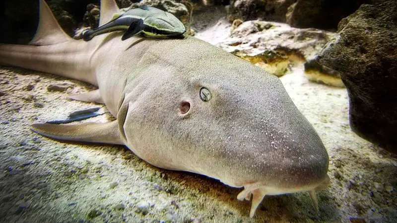 Types of Fish in Florida