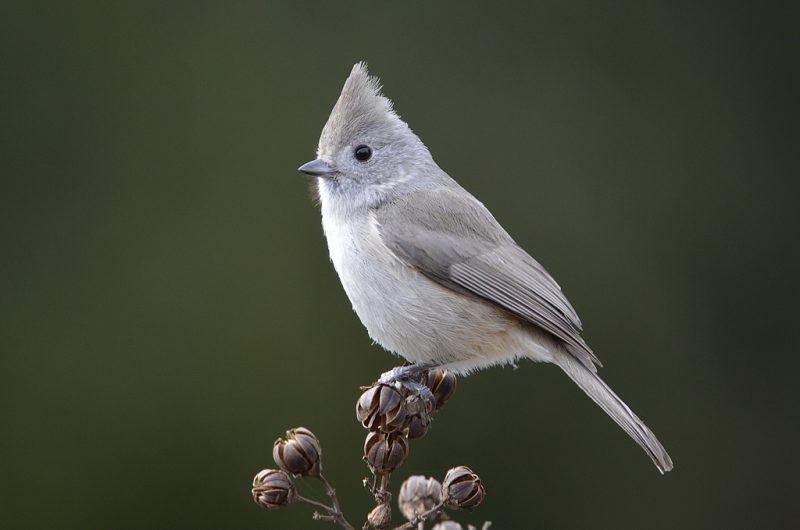 Types of Birds in California