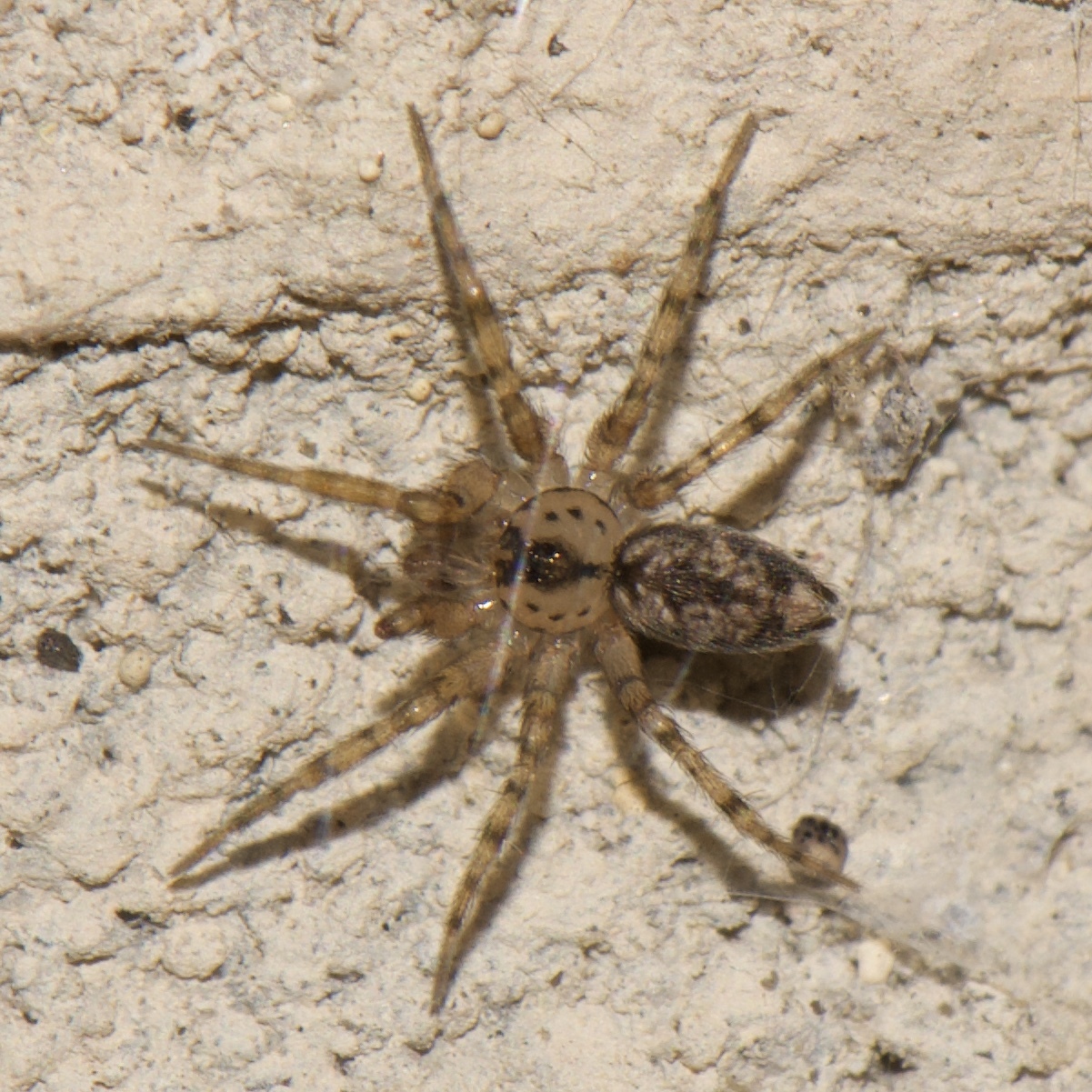Types of Spiders in Montana