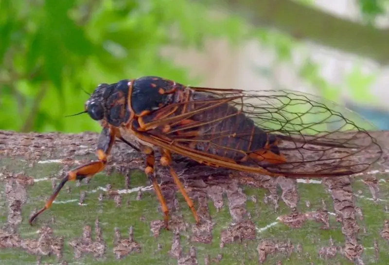 Cicadas in Texas