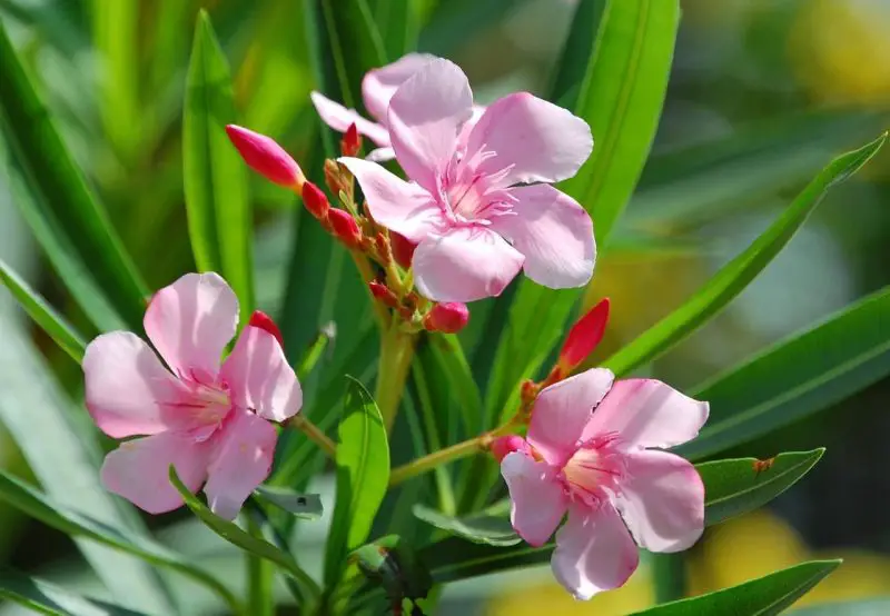 Poisonous Plants in Florida