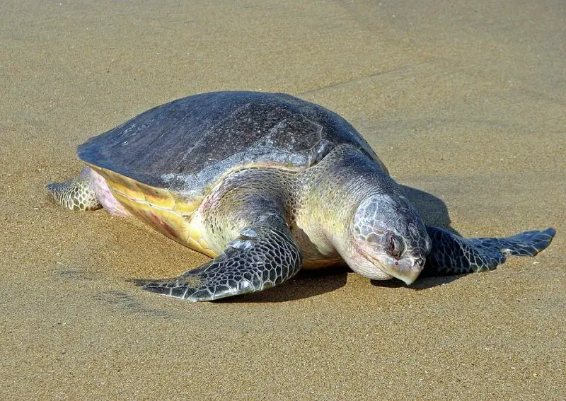 Types of Turtles in Florida