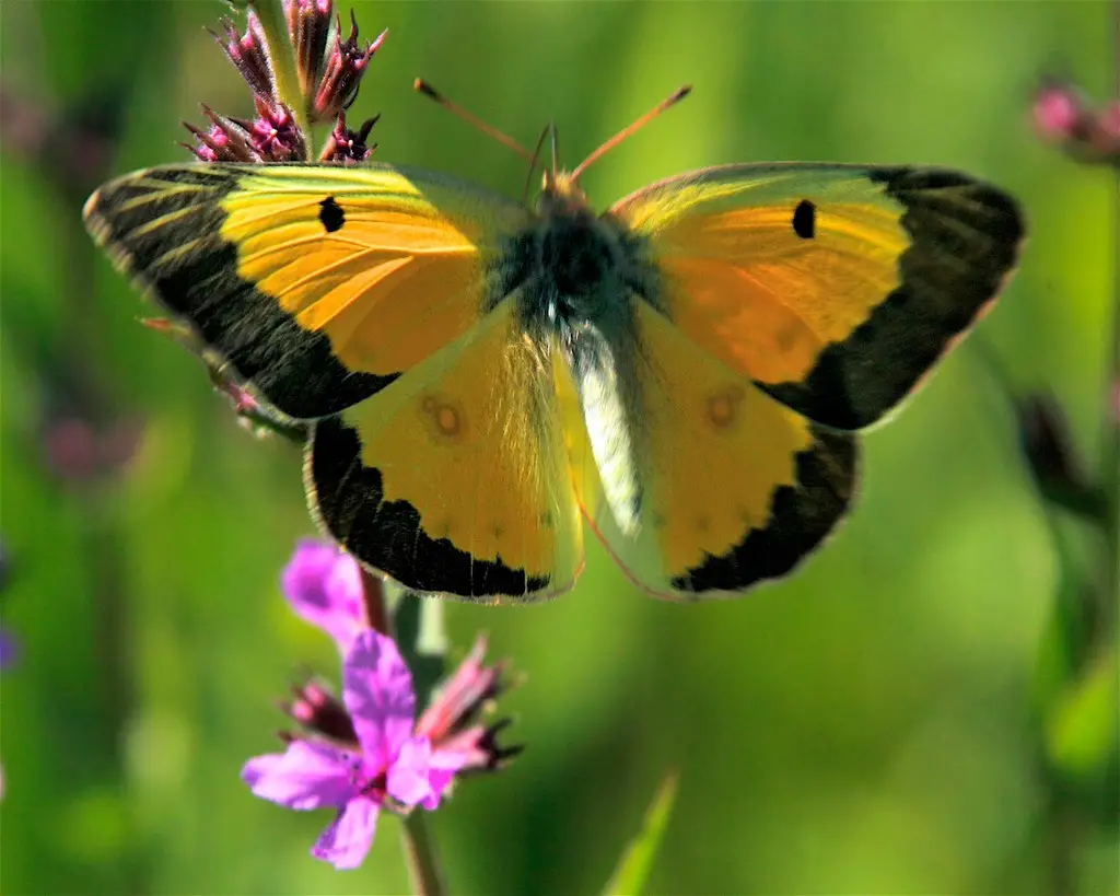 Butterflies in New York State