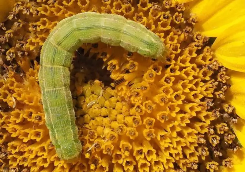 Types of Caterpillars in Texas