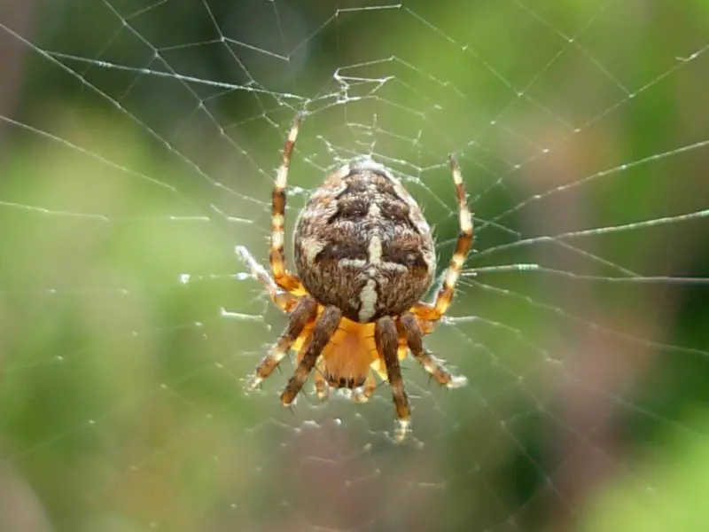 Types of Spiders in Montana