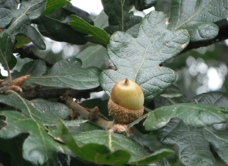 Types of Oak Trees in California