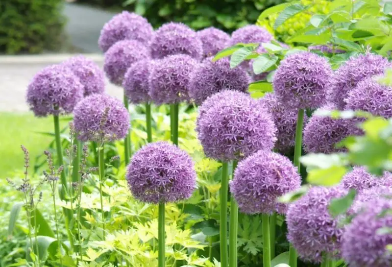 Rabbit-Resistant Plants in Florida