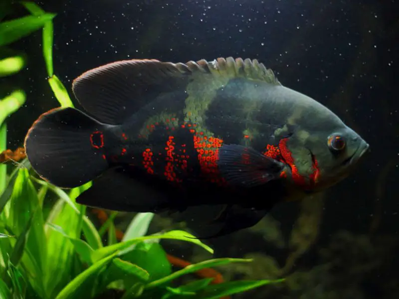 types of fish in florida